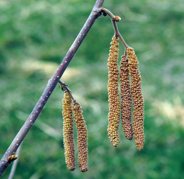 Koniowate Corylus Avellana Wczesną Wiosną — Zdjęcie stockowe