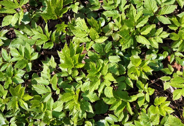 Texture Fresh Leaves Ground Elder Aegopodium Podagraria Early Spring Natural — Stock Photo, Image