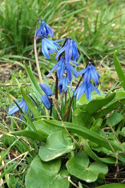 Jovens Squills Plantas Scilla Siberica Início Primavera Foto Com Foco — Fotografia de Stock