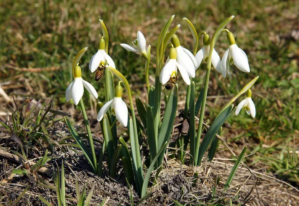 Jovens Plantas Neve Galanthus Início Primavera Foto Com Foco Local — Fotografia de Stock