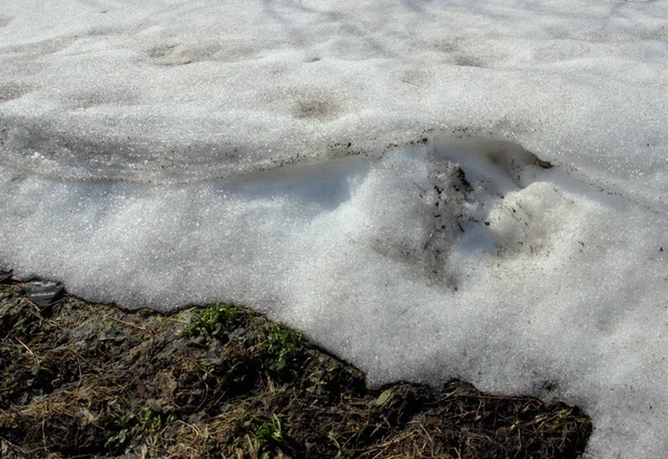 Reste Einer Schneedecke Mit Schmutzflecken Zeitigen Frühling — Stockfoto