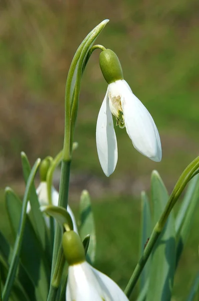 Las Plantas Jóvenes Nieve Galanthus Principios Primavera Foto Con Foco —  Fotos de Stock