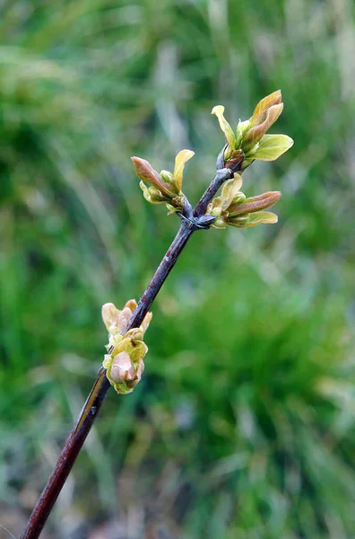 Квіткові Бруньки Беррі Блу Онейберрі Lonicera Edulis Ранньою Весною Фотографія — стокове фото