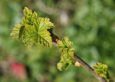 Bahar başında taze yapraklı frenk üzümü. Yerel odaklı fotoğraf.
