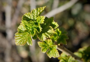 Bahar başında taze yapraklı frenk üzümü. Yerel odaklı fotoğraf.