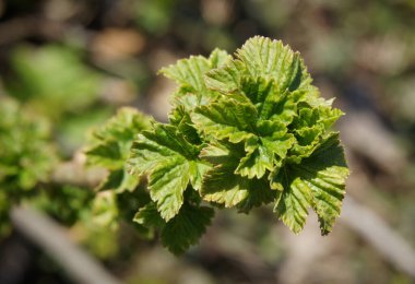 Bahar başında taze yapraklı frenk üzümü. Yerel odaklı fotoğraf.