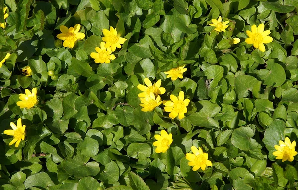Lesser Celandine Ficaria Verna Low Growing Hairless Perennial Flowering Plant — Stock Photo, Image