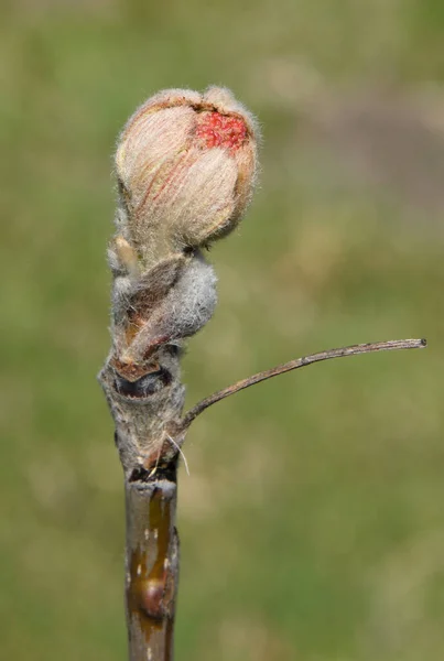 Ramo Rowan Sorbus Com Botão Flor Primavera Foto Com Foco — Fotografia de Stock