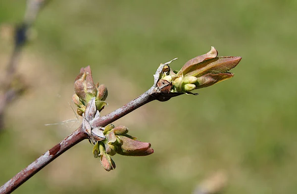 Baharın Başlarında Böğürtlen Çiçekleri Lonicera Edulis Yerel Odaklı Fotoğraf — Stok fotoğraf