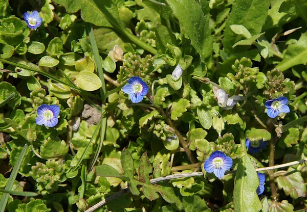Маленькие Голубые Цветки Спидвелла Вероника — стоковое фото