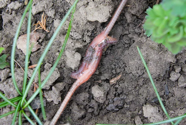 Mating Earthworms Lumbricus Terrestris Occurs Due Gluing — Foto Stock