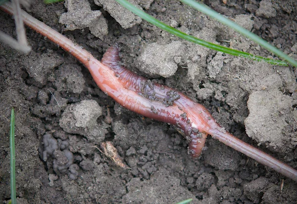 Mating Earthworms Lumbricus Terrestris Occurs Due Gluing — Foto Stock