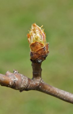 Bahar başında tomurcuklu armut ağacı dalları
