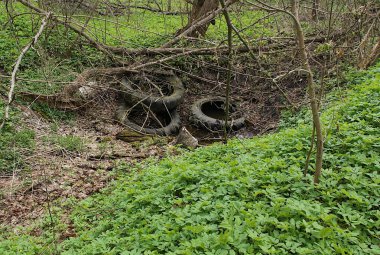 Ormandaki eski traktör lastikleri suyun hareketini engeller.