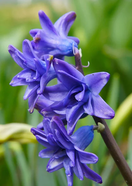 Flores Azules Primavera Temprana Hyacinthus Foto Con Enfoque Local — Foto de Stock