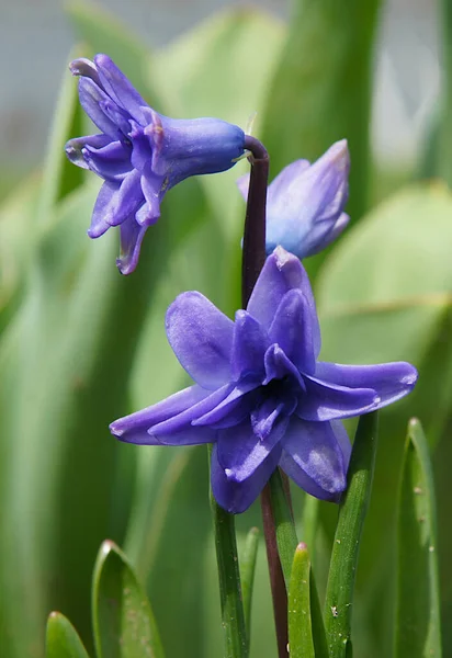 Azul Hyacinthus Flores Início Primavera Foto Com Foco Local — Fotografia de Stock