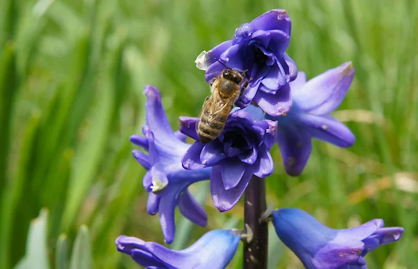 Пчела Цветах Голубой Hyacinthus Ранние Весенние Цветы Фото Местным Фокусом — стоковое фото