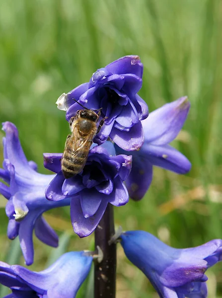 Пчела Цветах Голубой Hyacinthus Ранние Весенние Цветы Фото Местным Фокусом — стоковое фото