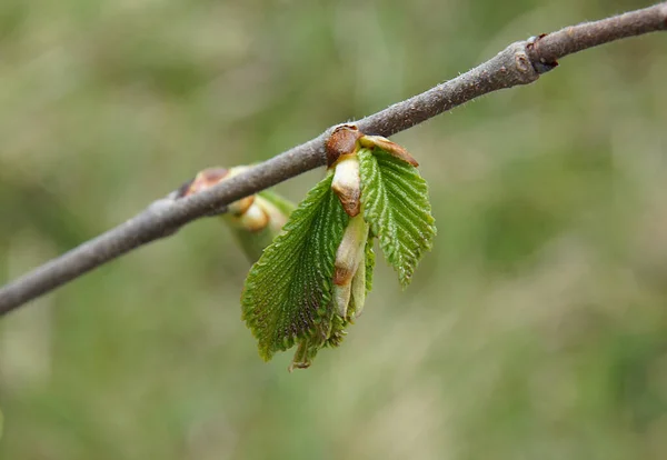 Hornbeam Carpinus Betulus Dalıyla Genç Yapraklar Ilkbaharın Başlarında — Stok fotoğraf