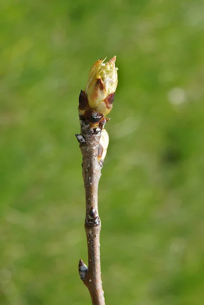 蕾を持つ梨の木の枝 — ストック写真