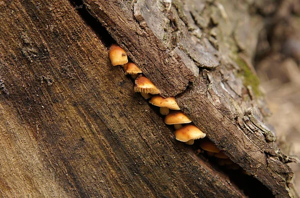 Fungi Accelerate Destruction Stem Old Dry Tree — Stock Photo, Image