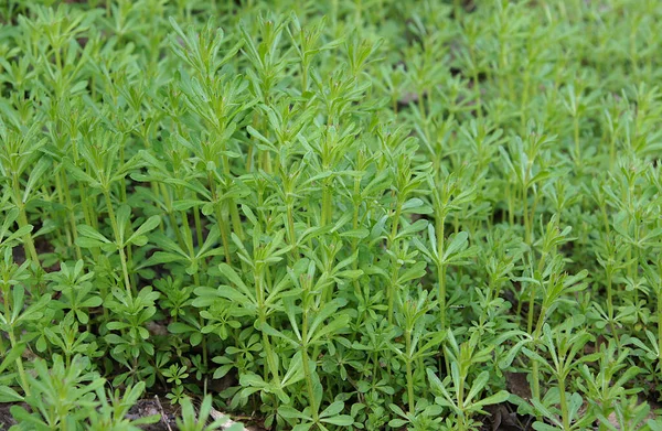 Los Cleavers Galium Aparine Han Utilizado Medicina Tradicional Para Tratamiento — Foto de Stock