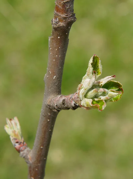Lkbaharın Başlarında Tomurcuklu Elma Ağacı Dalları — Stok fotoğraf
