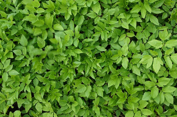 Frische Blätter Des Gemahlenen Holunders Aegopodium Podagraria Frühling Als Natürlicher — Stockfoto