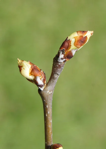 早春に蕾を持つ梨の木の枝 — ストック写真