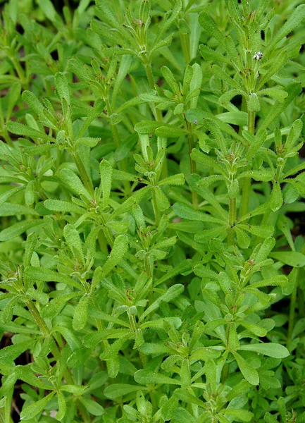 Los Cleavers Galium Aparine Han Utilizado Medicina Tradicional Para Tratamiento — Foto de Stock