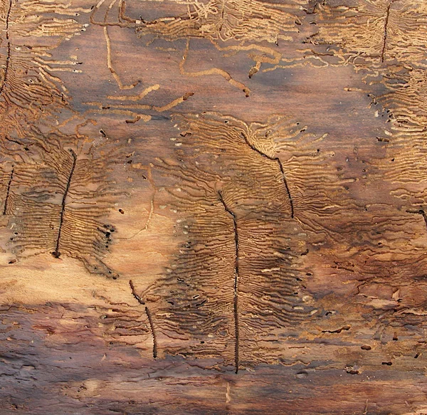 木の樹皮の独特の質感と抽象画は 木の甲虫の活動の結果です — ストック写真