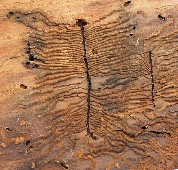 Μοναδική Υφή Φλοιού Δένδρου Αφηρημένα Σχέδια Αποτέλεσμα Της Δραστηριότητας Του — Φωτογραφία Αρχείου