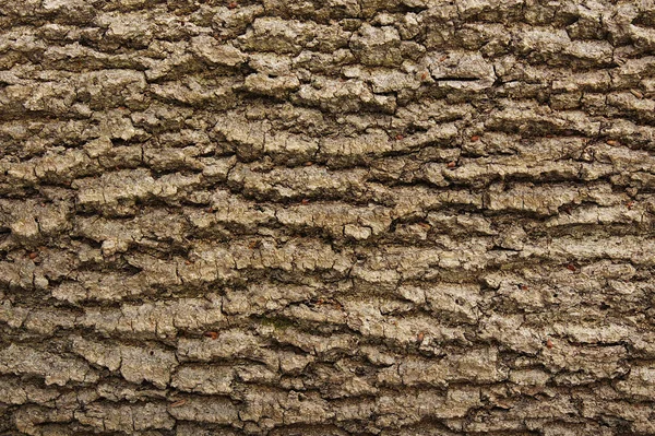 Textura Única Casca Cinza Velha Fraxinus Excelsior — Fotografia de Stock