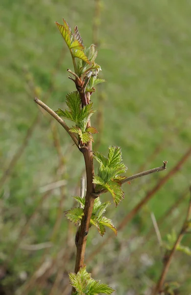 Branches Framboises Rouges Avec Jeunes Feuilles — Photo