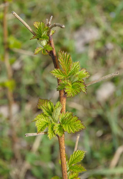 Framboesa Vermelha Rubus Idaeus Ramos Com Folhas Jovens Primavera Imagem — Fotografia de Stock