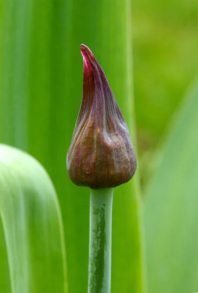 Brote Allium Sobre Fondo Hojas Verdes Principios Primavera —  Fotos de Stock