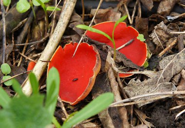 Yaban mantarlı Elf Kupası Sarkoscypha Coccinea İlkbaharın başlarında 