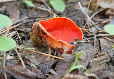 Yaban mantarlı Elf Kupası Sarkoscypha Coccinea İlkbaharın başlarında 