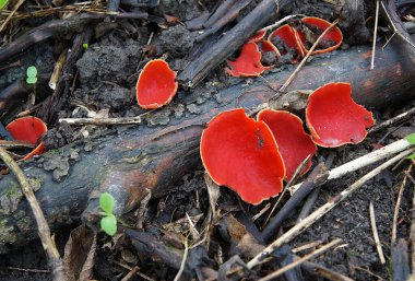 Yaban mantarlı Elf Kupası Sarkoscypha Coccinea İlkbaharın başlarında 