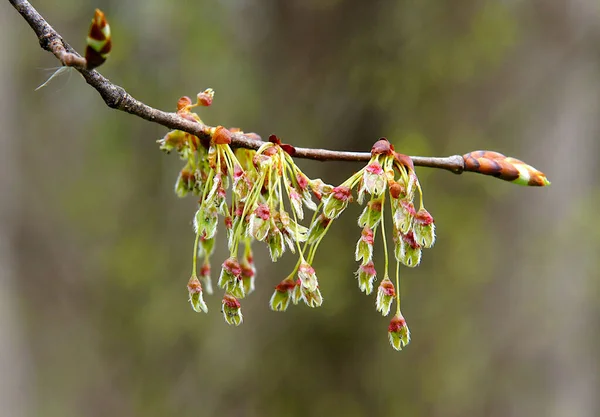 Польовий Ulmus Minor Mill Суцвіття Ранньої Весни Зображення Локальним Фокусуванням — стокове фото