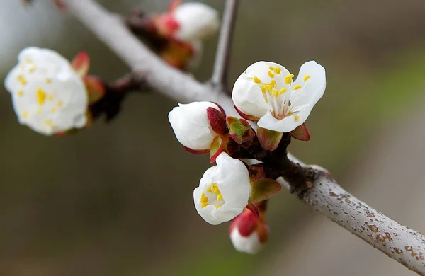 春に蕾と花を持つアプリコットの木の小枝 — ストック写真