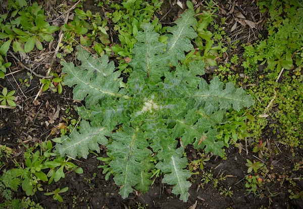 Cotton Thistle Onopordum Acanthium Rosette Spiny Leaves — Stock Photo, Image