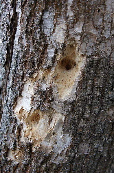 딱따구리가 먹이를 나무의 줄기에 구멍을 — 스톡 사진