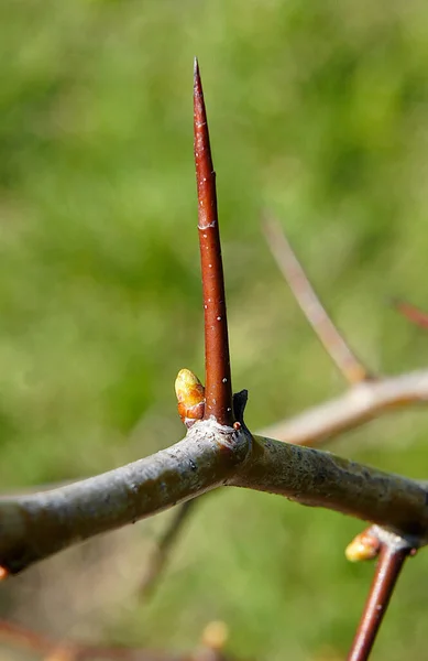 Ramo Espinheiro Com Botões Espinhos Primavera Foto Com Foco Local — Fotografia de Stock