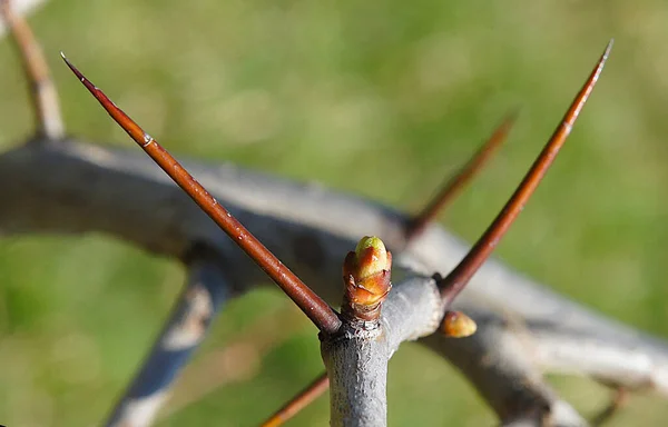 春に蕾ととげを持つホーソンの枝 地元の焦点で写真 — ストック写真