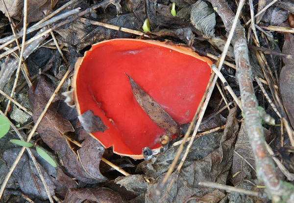 Άγρια Μανιτάρια Scarlet Elf Cup Sarcoscypha Cocccinea Στις Αρχές Της — Φωτογραφία Αρχείου