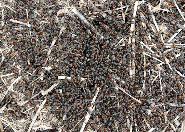 Velká Skupina Mravenců Formica Polyctena Jaře — Stock fotografie