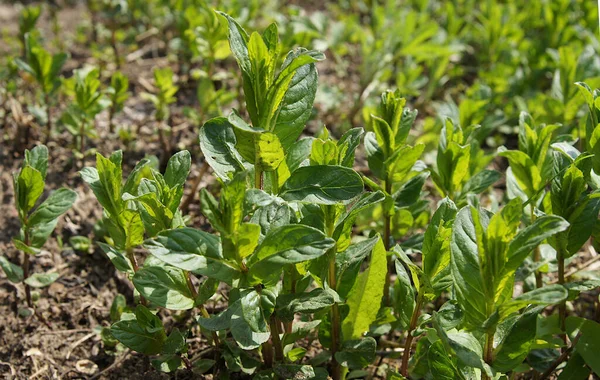 Młody Mięta Pieprzowa Mentha Balsamea Wild Kiełki Wczesną Wiosną — Zdjęcie stockowe