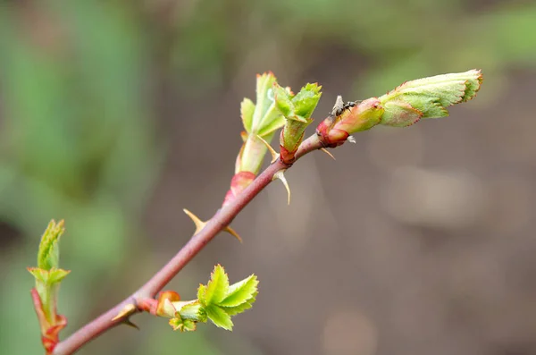 Rama Rosa Mosqueta Con Hojas Jóvenes Primavera — Foto de Stock