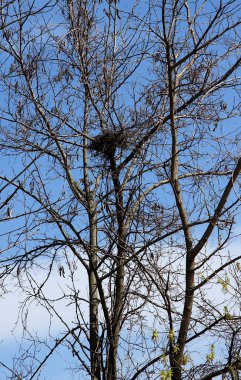 Baharda uzun bir ağaçta kuş yuvası